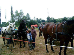IX. Bakonyi Betyárnapok
