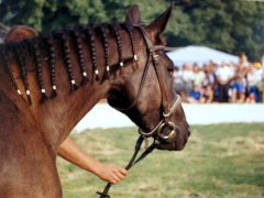 IX. Bakonyi Betyárnapok